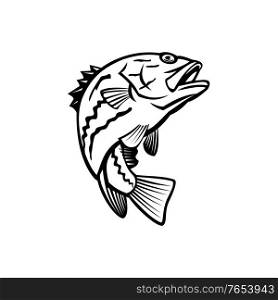 Mascot illustration of West Australian dhufish, Glaucosoma hebraicum, Westralian jewfish or West Australian pearl perch, a fish species in Glaucosomatidae jumping up in black and white retro style.. West Australian Dhufish Glaucosoma Hebraicum Westralian Jewfish or West Australian Pearl Perch Jumping Mascot Black and White