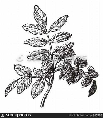 Mastic or Pistacia lentiscus, vintage engraved illustration. Dictionary of Words and Things - Larive and Fleury - 1895