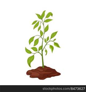 mature plant cartoon seeding leaf, garden growth, agriculture sprout vector illustration. mature plant cartoon vector illustration