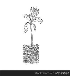 mature plant sketch hand drawn vector seeding leaf, garden growth, agriculture sprout. mature plant sketch hand drawn vector