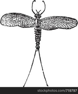 Mayfly or Dayfly or Shadfly or Green Bay Fly or Lake Fly or Fishfly or Midgee or Jinx Fly or Ephemeroptera, vintage engraving. Old engraved illustration of a Mayfly.