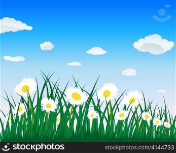 Meadow background with camomiles. All objects are separated. Vector illustration.