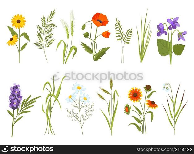 Meadow blossom flowers, field plants and medicinal wild herbs. Hay and cotton grass, gaillardia, sedge and sunflower. Wildflower vector set. Illustration of blossom flower meadow. Meadow blossom flowers, field plants and medicinal wild herbs. Hay and cotton grass, gaillardia, sedge and sunflower. Wildflower vector set