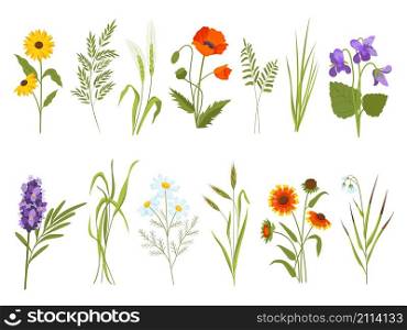 Meadow blossom flowers, field plants and medicinal wild herbs. Hay and cotton grass, gaillardia, sedge and sunflower. Wildflower vector set. Illustration of blossom flower meadow. Meadow blossom flowers, field plants and medicinal wild herbs. Hay and cotton grass, gaillardia, sedge and sunflower. Wildflower vector set