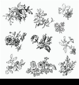 Meadow flower and leaf set vector isolated on white, floral doodle vintage element decorative oriental design. Invitation, wedding, valentine day, greeting card collection. Botanical rose, daisy bloom