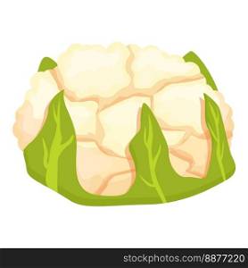 Meal cauliflower icon cartoon vector. Cabbage food. Farm broccoli. Meal cauliflower icon cartoon vector. Cabbage food