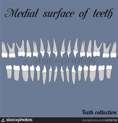 Medial surface of teeth - incisor, canine, premolar, molar upper and lower jaw. Vector illustration for print or design of the dental clinic. Medial surface of teeth