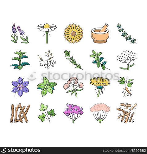 Medical Herb Natural Ingredient Icons Set Vector. Saffron And Chamomile Flower Bud, Ginseng And Coriander Leaves, Oregano And Thyme Branch Medical Herb. Anise And Basil Plant Color Illustrations. Medical Herb Natural Ingredient Icons Set Vector