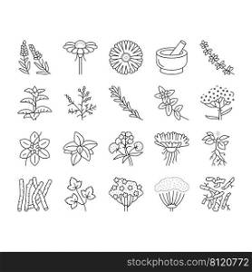 Medical Herb Natural Ingredient Icons Set Vector. Saffron And Chamomile Flower Bud, Ginseng And Coriander Leaves, Oregano Thyme Branch Medical Herb. Anise And Basil Plant Black Contour Illustrations. Medical Herb Natural Ingredient Icons Set Vector