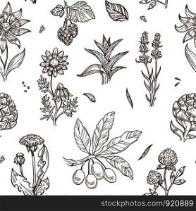 Medical herbs and herbal medicine plants sketch icons seamless pattern. Vector set of shea tree seeds or fruits, red clover and hops or aloe, organic artichoke or chamomile and echinacea, natural dandelion and lavender. Medical herbs and herbal medicine plants sketch icons seamless pattern.
