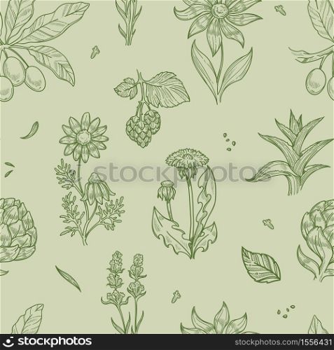Medical herbs wild flowers and plants seamless pattern vector dandelion and aloe rose hip and echinacea endless texture treatment, and healthcare tea or broth brewing monochrome wallpaper print. Wild flowers and plants seamless pattern medical herbs