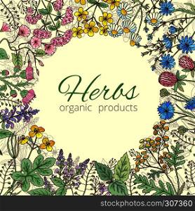 Medicinal, botanical and healing beauty herbs from garden. Background vector illustration. Banner template with herb and flower, poster with nature botanical herbs. Medicinal, botanical and healing beauty herbs from garden. Background vector illustration
