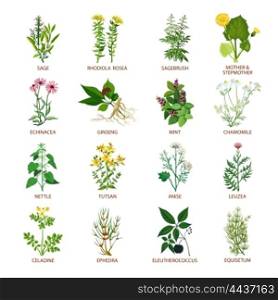 Medicinal Herbs Icons Flat. Set of color flat icons healing herbs with name using in medicinal practice and phytotherapy vector illustration