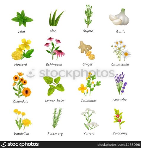 Medicinal Herbs Plants Flat Icons Set. Healing herbs and medicinal plants flat icons collection with ginger chamomile and garlic abstract isolated vector illustration