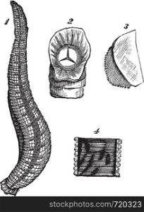 Medicinal leech or Hirudo medicinalis or European Medicinal leech, vintage engraving. Old engraved illustration of Medicinal leech and body parts isolated on a white background.