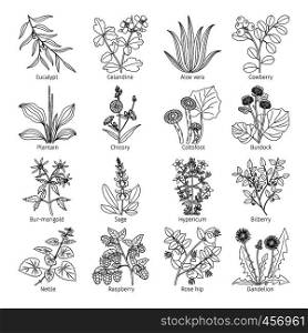 Medicine plants and herbs on white collection vector illustration. Medicine plants and herbs collection