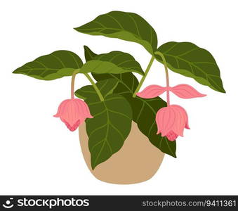 Medinilla magnifica or showy medinilla, isolated cartoon vector tropical flowering plant in pot, with large, vibrant pink blooms that cascade down long, arching stems, creating a captivating display. Medinilla magnifica potted green flowering plant