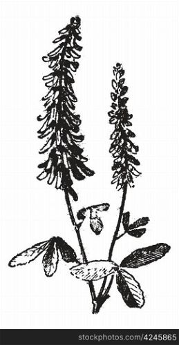 Melilot or Melilotus sp., showing flowers, vintage engraved illustration. Dictionary of Words and Things - Larive and Fleury - 1895