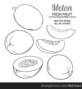 melon vector set on white background. melon vector set
