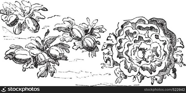 Melons, gigantic lettuce, vintage engraved illustration. Magasin Pittoresque 1842.
