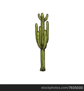 Mexican cactus isolated tropical succulent. Vector exotic plant, Cinco de mayo holiday symbol. Cactus tropical succulent isolated Mexican plant