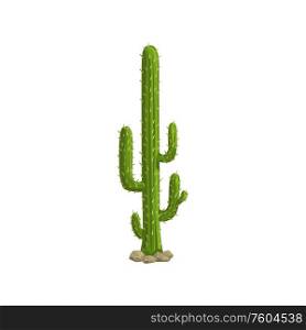 Mexican cactus isolated tropical succulent. Vector western tropical cacti plant with thorns. Cactus tropical succulent isolated Mexican plant
