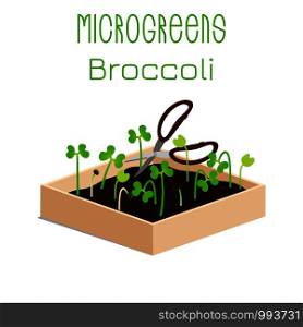 Microgreens Broccoli. Grow microgreen in a box with soil. Cutting the harvest with scissors. Vitamin supplement, vegan food. Microgreens Broccoli. Sprouts in a bowl. Sprouting seeds of a plant. Vitamin supplement, vegan food.