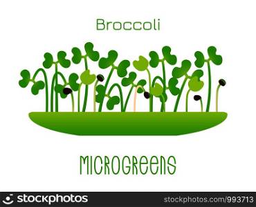 Microgreens Broccoli. Sprouts in a bowl. Sprouting seeds of a plant. Vitamin supplement, vegan food. Microgreens Broccoli. Sprouts in a bowl. Sprouting seeds of a plant. Vitamin supplement, vegan food.