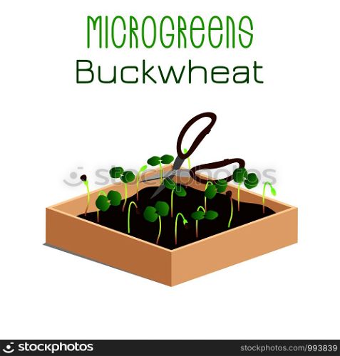 Microgreens Buckwheat. Grow microgreen in a box with soil. Cutting the harvest with scissors. Vitamin supplement, vegan food. Microgreens Buckwheat. Sprouts in a bowl. Sprouting seeds of a plant. Vitamin supplement, vegan food.