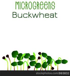 Microgreens Buckwheat. Seed packaging design. Sprouting seeds of a plant. Vitamin supplement, vegan food. Microgreens Buckwheat. Seed packaging design. Sprouting seeds of a plant