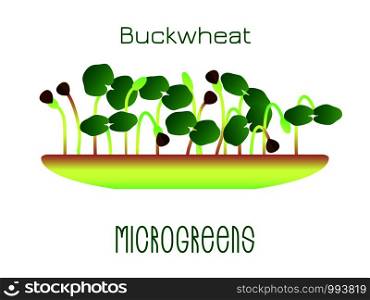 Microgreens Buckwheat. Sprouts in a bowl. Sprouting seeds of a plant. Vitamin supplement, vegan food. Microgreens Buckwheat. Sprouts in a bowl. Sprouting seeds of a plant. Vitamin supplement, vegan food.