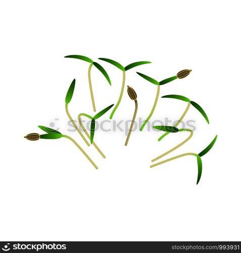 Microgreens Carrot. Bunch of plants. Vitamin supplement, vegan food. Microgreens Carrot. Bunch of plants. White background
