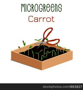 Microgreens Carrot. Grow microgreen in a box with soil. Cutting the harvest with scissors. Vitamin supplement, vegan food. Microgreens Carrot. Sprouts in a bowl. Sprouting seeds of a plant. Vitamin supplement, vegan food.