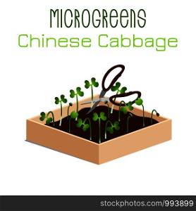 Microgreens Chinese Cabbage. Grow microgreen in a box with soil. Cutting the harvest with scissors. Vitamin supplement, vegan food. Microgreens Chinese Cabbage. Sprouts in a bowl. Sprouting seeds of a plant. Vitamin supplement, vegan food.