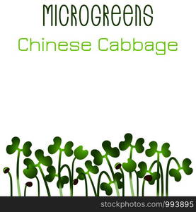 Microgreens Chinese Cabbage. Seed packaging design. Sprouting seeds of a plant. Vitamin supplement, vegan food. Microgreens Chinese Cabbage. Seed packaging design. Sprouting seeds of a plant