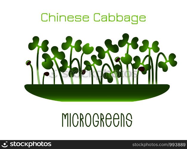 Microgreens Chinese Cabbage. Sprouts in a bowl. Sprouting seeds of a plant. Vitamin supplement, vegan food. Microgreens Chinese Cabbage. Sprouts in a bowl. Sprouting seeds of a plant. Vitamin supplement, vegan food.