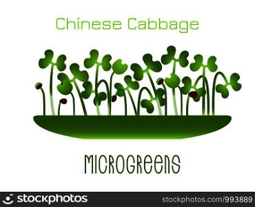Microgreens Chinese Cabbage. Sprouts in a bowl. Sprouting seeds of a plant. Vitamin supplement, vegan food. Microgreens Chinese Cabbage. Sprouts in a bowl. Sprouting seeds of a plant. Vitamin supplement, vegan food.