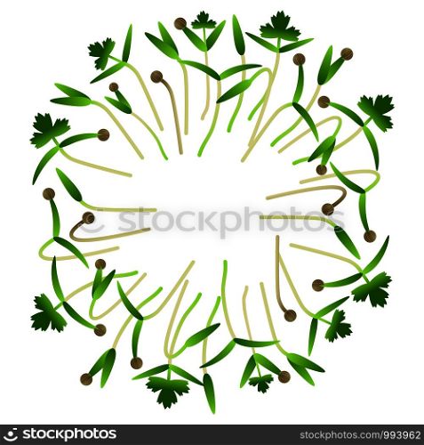 Microgreens Cilantro. Arranged in a circle. Vitamin supplement, vegan food. Microgreens Cilantro. Arranged in a circle. White background