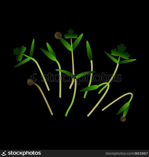 Microgreens Cilantro. Bunch of plants. Vitamin supplement, vegan food. Black background. Microgreens Cilantro. Bunch of plants. Black background