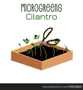 Microgreens Cilantro. Grow microgreen in a box with soil. Cutting the harvest with scissors. Vitamin supplement, vegan food. Microgreens Cilantro. Sprouts in a bowl. Sprouting seeds of a plant. Vitamin supplement, vegan food.