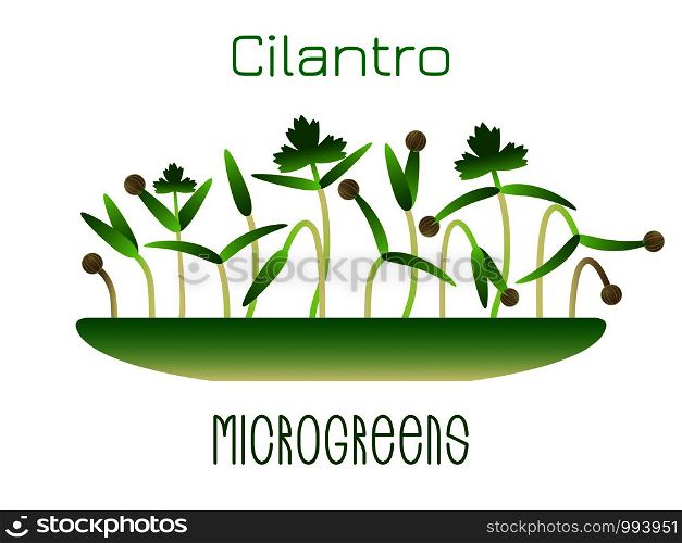 Microgreens Cilantro. Sprouts in a bowl. Sprouting seeds of a plant. Vitamin supplement, vegan food. Microgreens Cilantro. Sprouts in a bowl. Sprouting seeds of a plant. Vitamin supplement, vegan food.