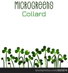 Microgreens Collard. Seed packaging design. Sprouting seeds of a plant. Vitamin supplement, vegan food. Microgreens Collard. Seed packaging design. Sprouting seeds of a plant