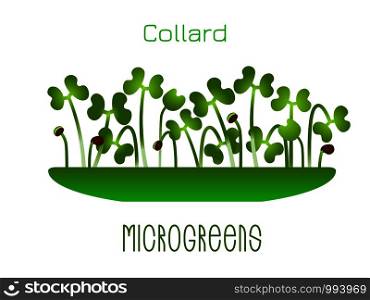 Microgreens Collard. Sprouts in a bowl. Sprouting seeds of a plant. Vitamin supplement, vegan food. Microgreens Collard. Sprouts in a bowl. Sprouting seeds of a plant. Vitamin supplement, vegan food.