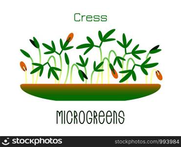 Microgreens Cress. Sprouts in a bowl. Sprouting seeds of a plant. Vitamin supplement, vegan food. Microgreens Cress. Sprouts in a bowl. Sprouting seeds of a plant. Vitamin supplement, vegan food.