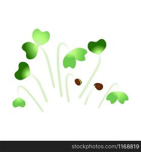 Microgreens Daikon Radish. Bunch of plants. Vitamin supplement, vegan food. Microgreens Daikon Radish. Bunch of plants. White background
