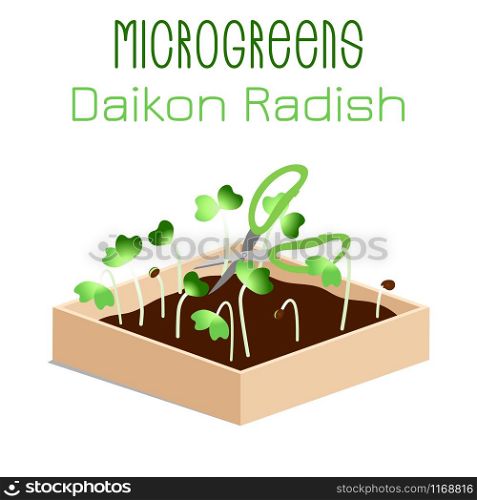 Microgreens Daikon Radish. Grow microgreen in a box with soil. Cutting the harvest with scissors. Vitamin supplement, vegan food. Microgreens Daikon Radish. Sprouts in a bowl. Sprouting seeds of a plant. Vitamin supplement, vegan food.