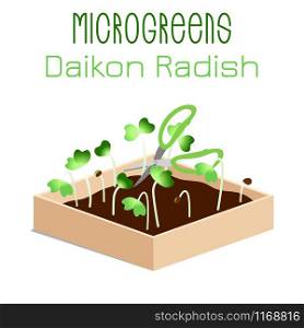Microgreens Daikon Radish. Grow microgreen in a box with soil. Cutting the harvest with scissors. Vitamin supplement, vegan food. Microgreens Daikon Radish. Sprouts in a bowl. Sprouting seeds of a plant. Vitamin supplement, vegan food.