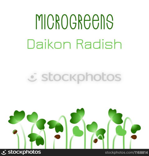 Microgreens Daikon Radish. Seed packaging design. Sprouting seeds of a plant. Vitamin supplement, vegan food. Microgreens Daikon Radish. Seed packaging design. Sprouting seeds of a plant