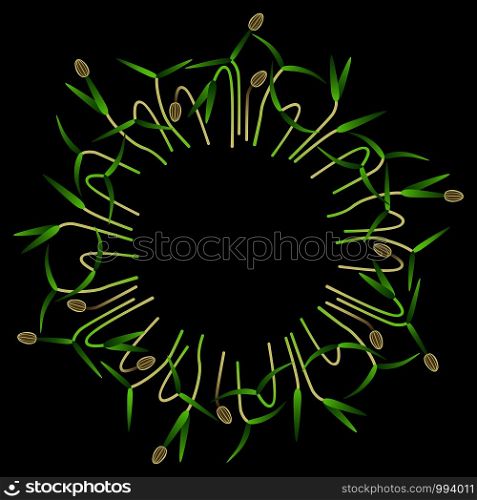 Microgreens Dill. Arranged in a circle. Vitamin supplement, vegan food. Black background. Microgreens Dill. Arranged in a circle. White background. Black background