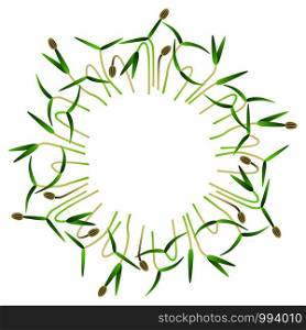 Microgreens Dill. Arranged in a circle. Vitamin supplement, vegan food. Microgreens Dill. Arranged in a circle. White background